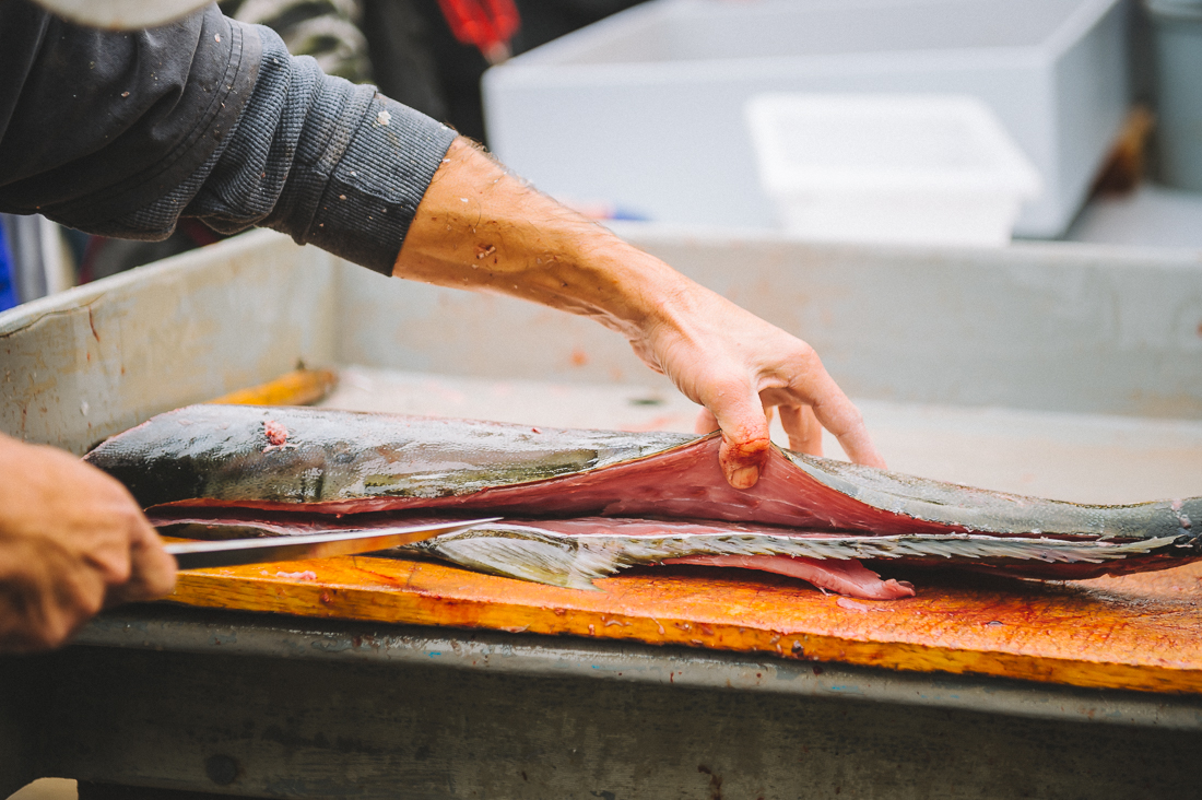 filleting a yellow tail tuna