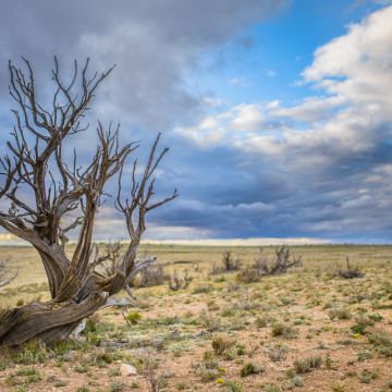 Arizona Desert