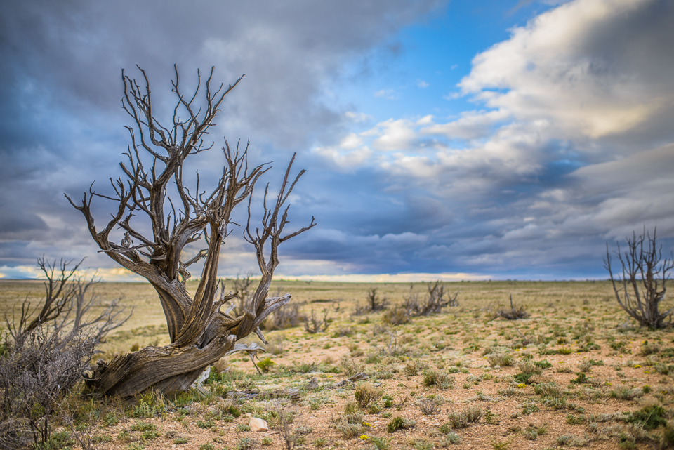 Arizona Desert